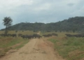 A herd of Buffaloes cross the road to the wildness at Kidepo Valley National park