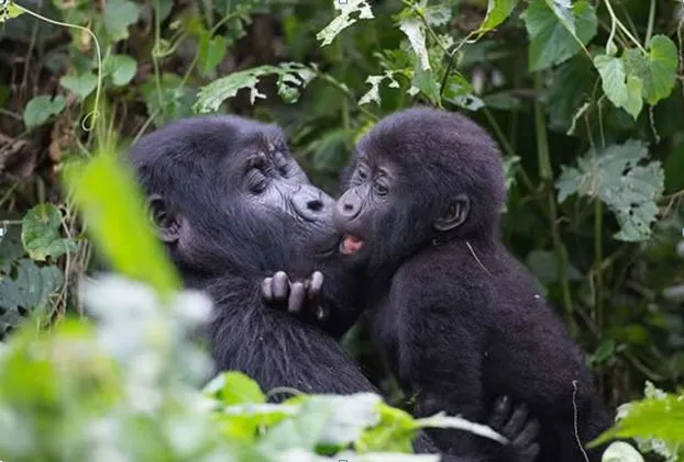 Femela Mountain Gorilla at the famous Mgahinga, one of World’s best destinations.
