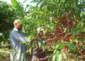 A coffee farmer harvests beans in Uganda. A new study suggests that with the right support, Uganda's coffee sector could generate more revenue than its oil reserves.