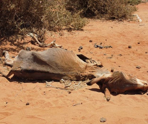 Thousands of animals have perished due to the extreme drought ravaging Somalia and the rest of the Horn of Africa (PHOTO/IOM)
