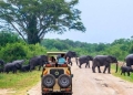 Many car rental companies offer 4×4 Cars for Rental on Self-drive in East Africa with excellent and standard Camping gears that include tent co rooftop tents, Fridge that are always fitted on land cruisers that are reliable to take you through Uganda, Rwanda, Tanzania and Kenya.