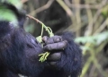 A Gorilla Trek is a highlight of all visits done in Uganda and Rwanda and certainly, mountain gorillas are the major reason as to why very many people visit these 2 destinations (PHOTO/File)