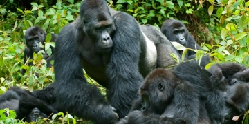 The Gorilla Trekking Experience is one of the most thrilling, lifetime adventures you should include in your lifetime activities. No one can fully describe the joy and wonderful moment attached to the first setting eyes on a wild mountain gorilla (PHOTO/File)