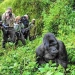Gorilla trekking is such a thrilling primate experience that any visitor on Uganda safari shouldn’t miss out (PHOTO /Courtesy) gorilla permit