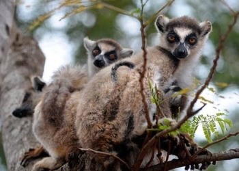 Unregulated hunting, as well as land conversion, has led to dwindling wildlife populations and is posing a serious threat to biodiversity in this East African nation.
