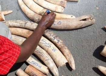 Uganda is being increasingly used as a transit country by ivory poachers
