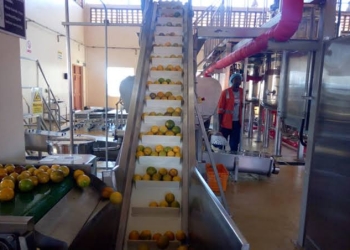 Soroti Fruit Factory crushes about 50 metric tonnes of fruits per day.