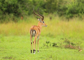 An impala is standing in Akagera National Park, Rwanda, on March 2, 2022. (Photo by Huang Wanqing/Xinhua)