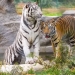 The white tiger in Entebbe Zoo has been named Yura by Yuti Breweries (PHOTO/Courtesy).