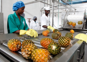 Agriculture is the backbone of Uganda’s economy, employing 70% of the population, and contributing half of Uganda’s export earnings and a quarter of the country’s gross domestic product (GDP).