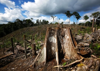 In Uganda, one of the poorest countries in the world, charcoal-burning is a means of survival,