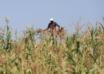 Kenya has lifted a ban on genetically modified crops in response the worst drought to affect the East African region in 40 years, with authorities hoping it will improve crop yields and food security.