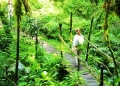Ecotourism A forest walk and Habituation Experience provides a high possibility of seeing and hearing the vast number of chimps and other primates playing and jumping around through the forest.