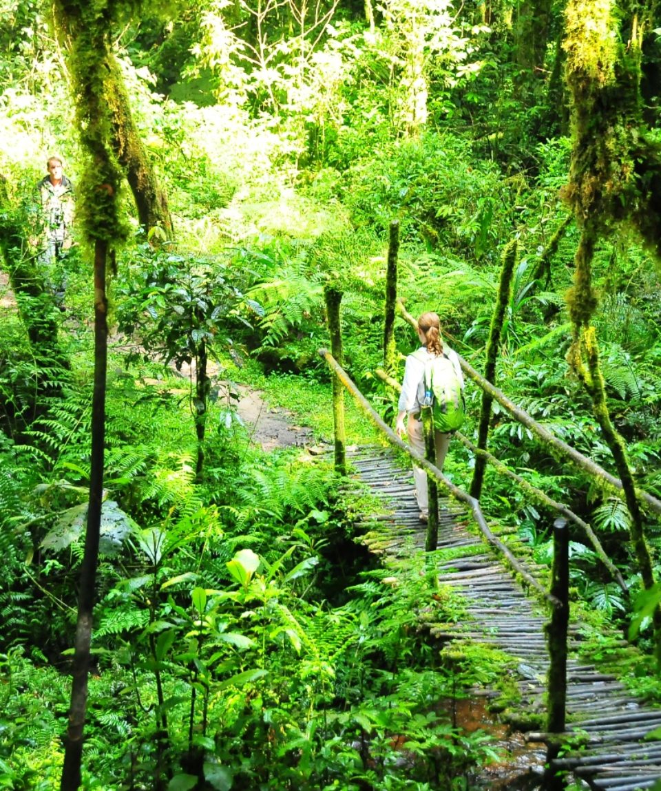Ecotourism A forest walk and Habituation Experience provides a high possibility of seeing and hearing the vast number of chimps and other primates playing and jumping around through the forest.