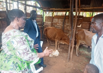 Minister Asamo Hellen inspects a cattle project by one of the groups in Namayingo (1)