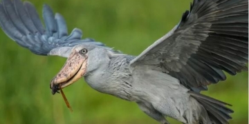 Birds in Murchison falls national park are easily seen during game drives, nature walks through the savannah grasslands & Budongo forest and on the boat cruise along the Nile.