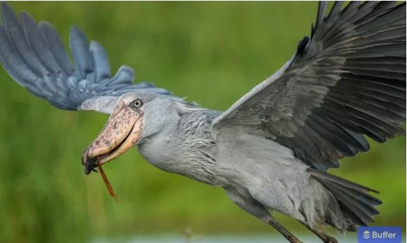 Birds in Murchison falls national park are easily seen during game drives, nature walks through the savannah grasslands & Budongo forest and on the boat cruise along the Nile.