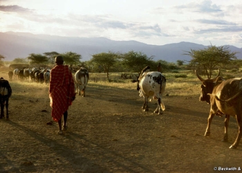 Pastoralist peoples in Kenya are nomadic, self-sufficient and highly successful at living in conditions many others would find challenging. The NRT project puts all that at risk. © Beckwith & Fisher