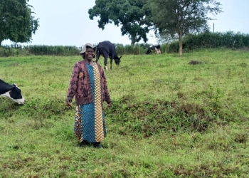 Dairy production across Uganda is dominated by small-scale farmers living in impoverished rural areas, and it is estimated that only 20 percent of the country’s milk output is processed. Strategic support for the sector will help to improve milk quality and reduce seasonal variability in milk production.