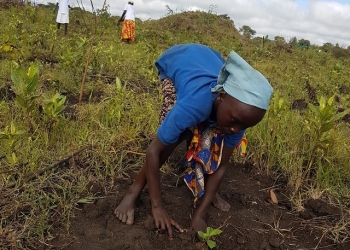 The legislators said the policy would stimulate efforts to mitigate the impact of climate change through tree planting.