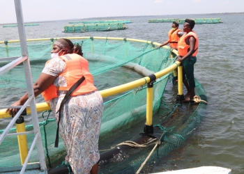 The Bugiri women’s aquaculture project has led capacity building and training in aquaculture. Image credit: Bugiri women