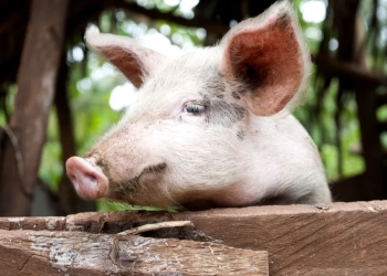 The ARVs were used to treat African swine fever