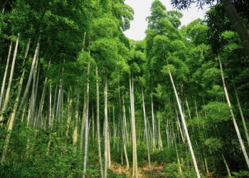 Bamboo trees growing towards the sun in Anji county China. Photo: Shutterstock
