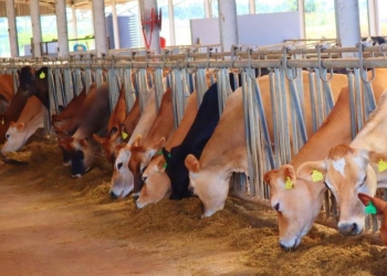 Cows feeding at the National Livestock Resources Research Institute (NaLIRRI).