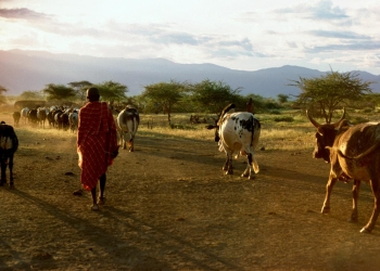 Survival’s exposé of the flagship carbon credits project run by the Northern Rangelands Trust in Kenya revealed major deficiencies in a project used by Meta and Netflix to offset their carbon emissions. © Beckwith & Fisher