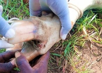 The Ministry of Agriculture, Animal Industry and Fisheries-MAAIF has halted the movement of animals from 32 Districts, following a reported outbreak of Foot and Mouth Disease (FMD).