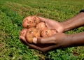 With the weather becoming increasingly unpredictable due to climate change, Atuhaire checks his crop regularly.