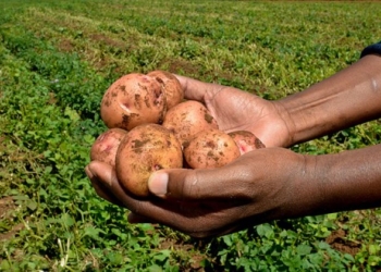 With the weather becoming increasingly unpredictable due to climate change, Atuhaire checks his crop regularly.