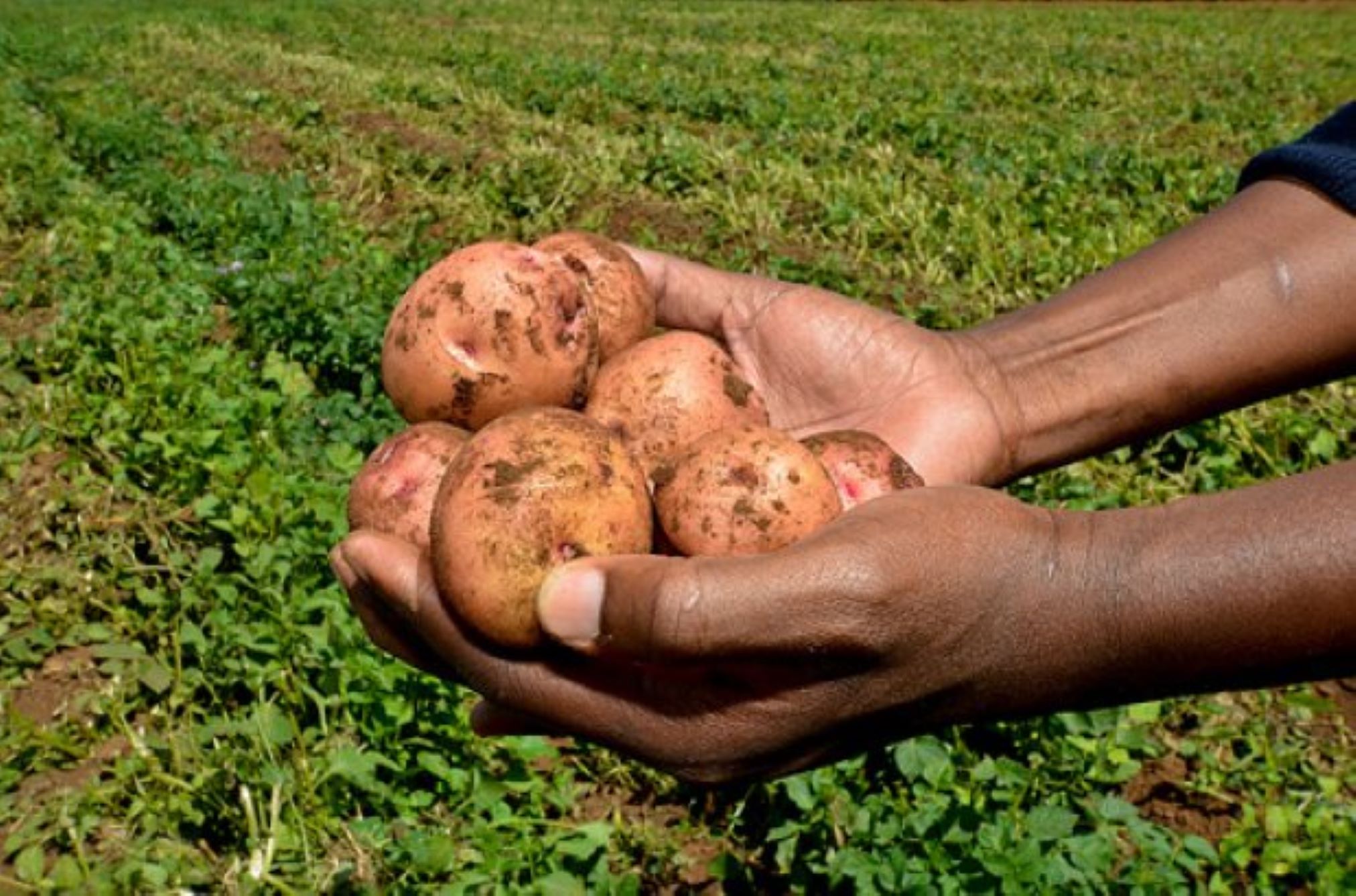 With the weather becoming increasingly unpredictable due to climate change, Atuhaire checks his crop regularly.