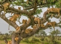 Tree-climbing lions in Ishasha, are one of the wildlife attractions unique to Uganda and a few other countries on the African continent. With proper investment in marketing the destination