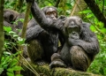 For the first time, chimpanzees are included in the mountain gorilla census in the Bwindi-Sarambwe landscape.