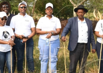 Ankole cattle keepers have launched the Ankole Cow Village at Mwesigwa Resort Farm in Kibega, Kiruhura District. This initiative aims to unite stakeholders across the value chain to boost Ankole cattle-based tourism.