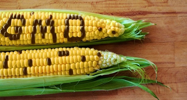 Uganda has been conducting preliminary studies on genetically modified organisms (GMOs) for some time, but there are still a number of challenges to their adoption: