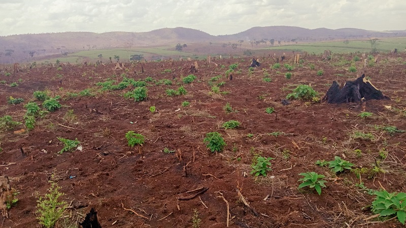 The part of Bugoma forest cleared and partitioned for agriculture (PHOTO/Nelson Mandela).