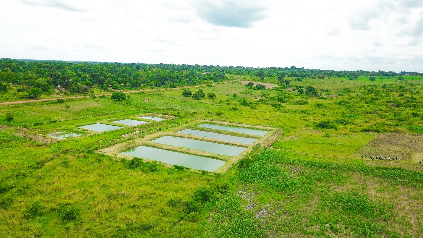 Fish breeding facilities in Kasolwe- Kamuli