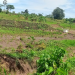 Flooded garden caused by Tilenga pipeline project