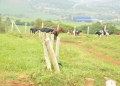 Some of the breeds of cattle that are kept at Njeru stock farm in Buikwe District.
