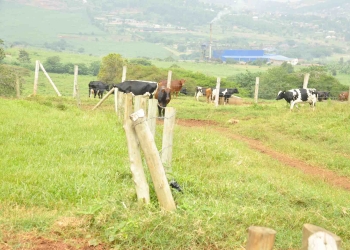 Some of the breeds of cattle that are kept at Njeru stock farm in Buikwe District.