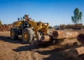 Chinese businessmen are looting the hardwood forests in countries like Mozambique, Congo and Russia. As a result, these countries have lost millions of dollars in tax revenue and their tropical hardwood forests might disappear within just a few years.