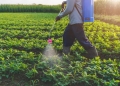 Kenya's Ministry of Agriculture has banned 77 pesticide products and restricted 202 others, citing health and environmental risks
