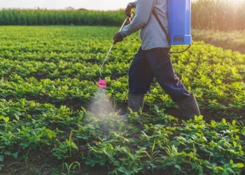 Kenya's Ministry of Agriculture has banned 77 pesticide products and restricted 202 others, citing health and environmental risks