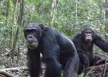 A new study reveals that wild chimpanzees may regularly consume alcohol from their diet of fermented fruit. The findings could shed light on the evolutionary origins of human alcohol consumption.