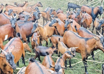 Ugandan scientists have developed a new, highly-resilient goat breed that promises to boost farmers’ incomes.
