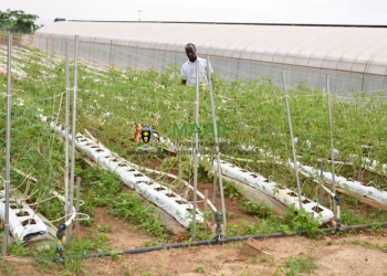 A new initiative aims to help 450,000 smallholder farmers by boosting horticulture exports in eastern and southern Africa. The plan will remove trade barriers and harmonize regulations to unlock the sector's potential.