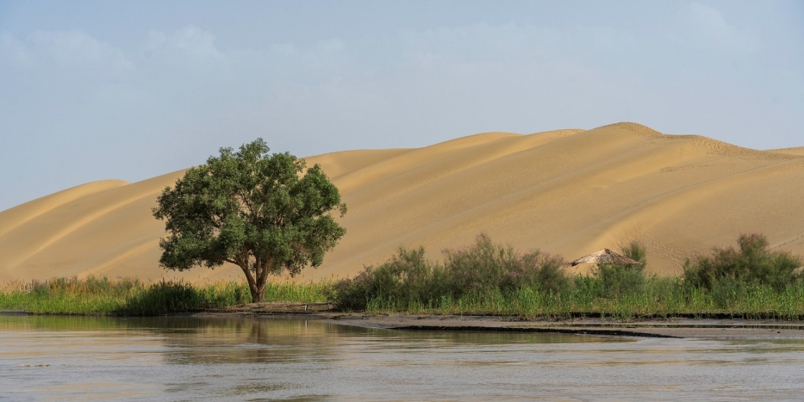 A tree and vegetation in the Taklamakan Desert in Xinjiang Uyghur Autonomous Region, China. [Photo: VCG]