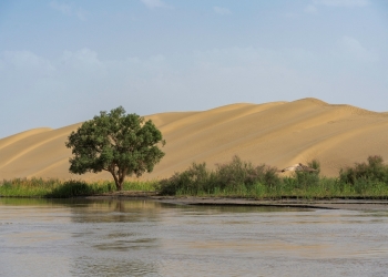 A tree and vegetation in the Taklamakan Desert in Xinjiang Uyghur Autonomous Region, China. [Photo: VCG]